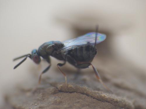 Monodontomerus sp.